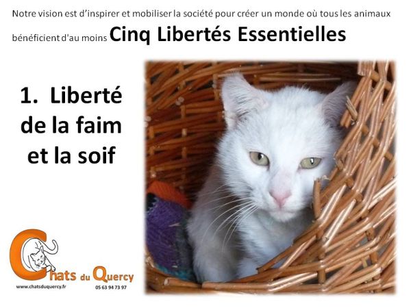 The five freedoms | Chats Du Quercy