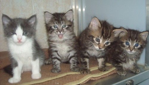 Sterilisation Precoce Du Chaton Chats Du Quercy