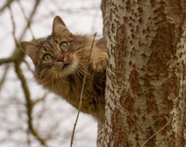 Feline Leukemia Virus Felv Chats Du Quercy