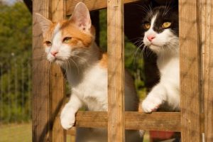 Two kittens looking out of climbing frame