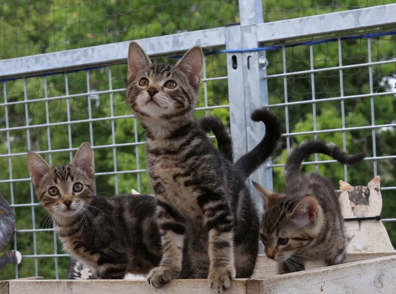 Kittens playing together