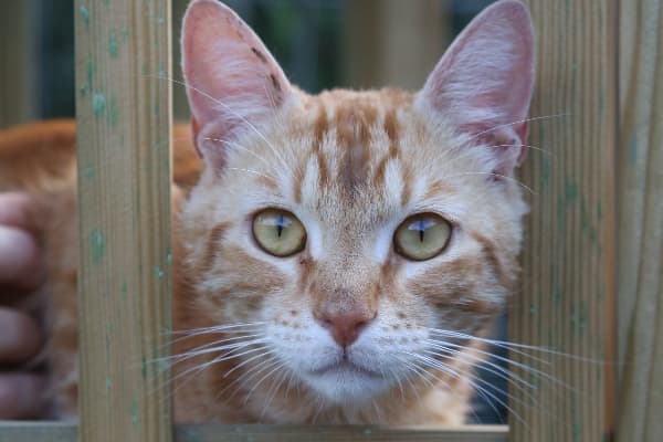 Ginger cat looking through wooden fence